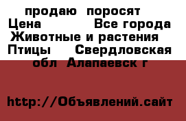 продаю  поросят  › Цена ­ 1 000 - Все города Животные и растения » Птицы   . Свердловская обл.,Алапаевск г.